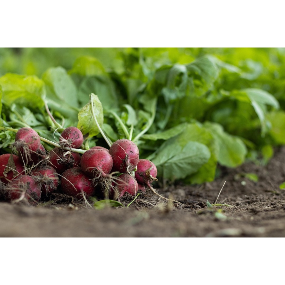 ISO 22000,HACCP,FSSC Certification